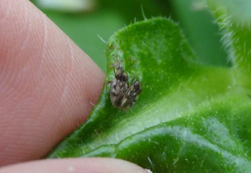 Dictyla humuli